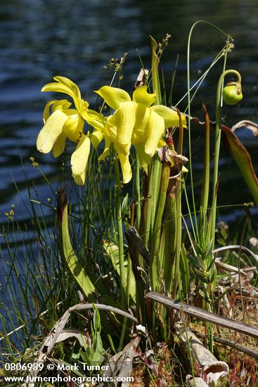 Yellow Pitcherplant at edge of lake