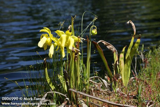 Yellow Pitcherplant at edge of lake