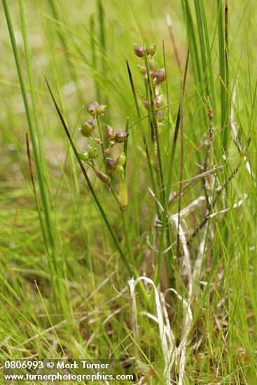 Rannoch-rush w/ immature seeds