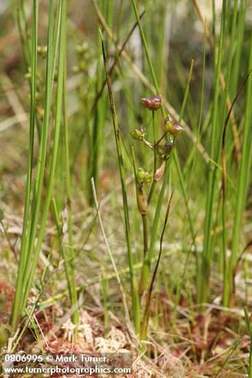 Rannoch-rush w/ immature seeds