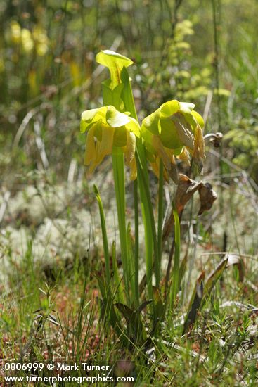 Yellow Pitcherplant