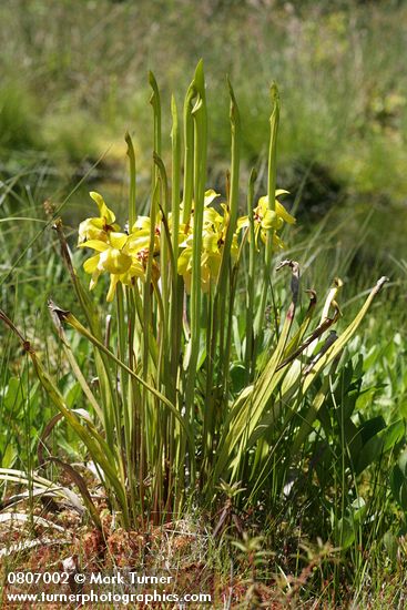 Yellow Pitcherplant