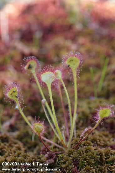 Roundleaf Sundew