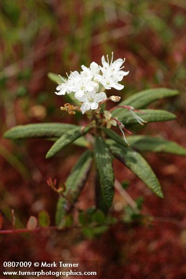 Labrador Tea against Sphagnum moss soft bkgnd