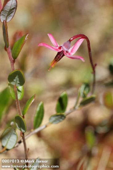 Bog Cranberry blossom & foliage