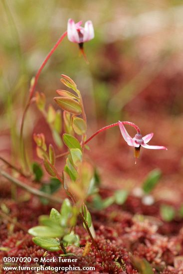 Bog Cranberry
