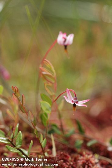 Bog Cranberry