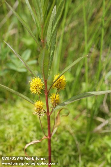Tufted Loosestrife