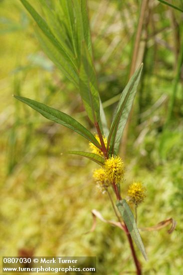 Tufted Loosestrife