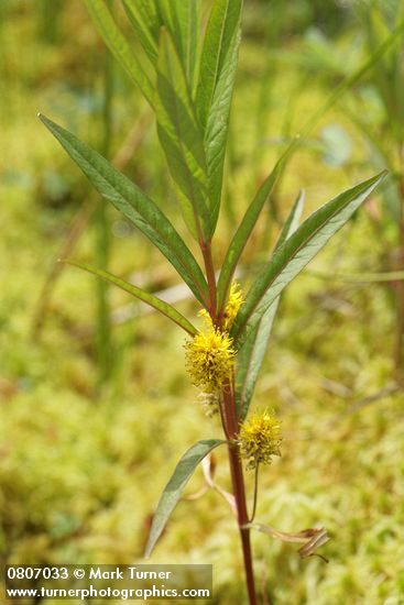 Tufted Loosestrife