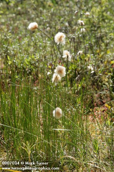 Russet Cotton-grass