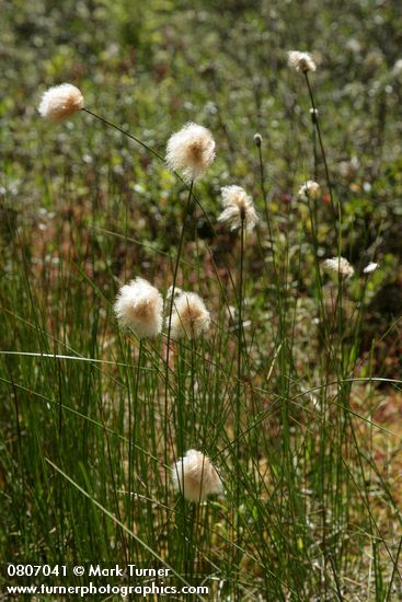 Russet Cotton-grass