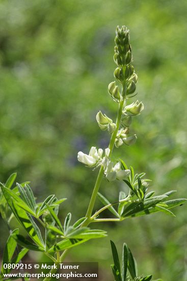 Lupinus albicaulis