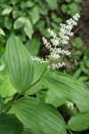 Large False Solomon's Seal