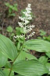 Large False Solomon's Seal