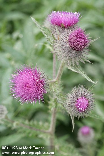 Indian Thistle
