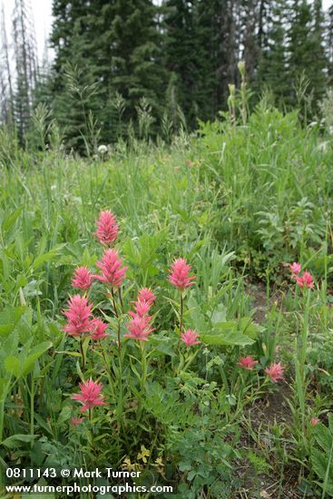 Giant Red Paintbrush in meadow habitat