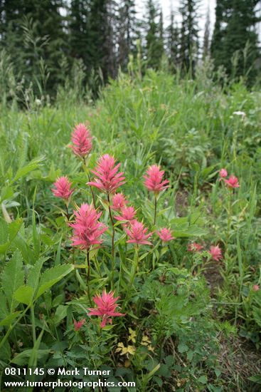Giant Red Paintbrush in meadow habitat