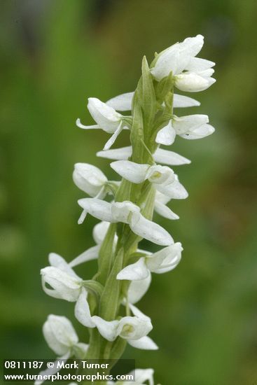 White Bog Orchid blossoms