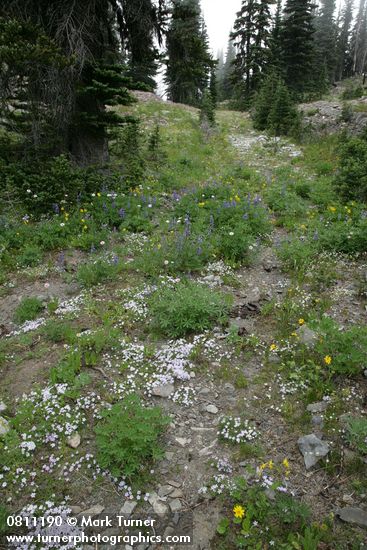 Spreading Phlox, Broadleaf Lupine, Mountain Arnica in swale