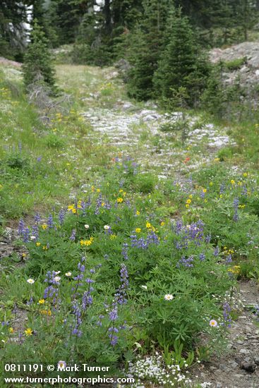 Broadleaf Lupine, Mountain Arnica, Spreading Phlox in swale