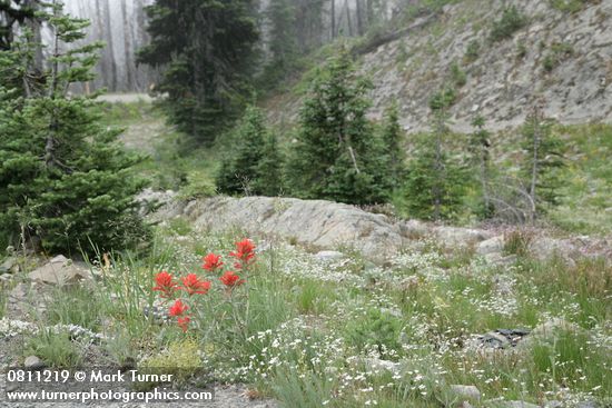 Wenatchee Paintbrush w/ Mountain Sandwort