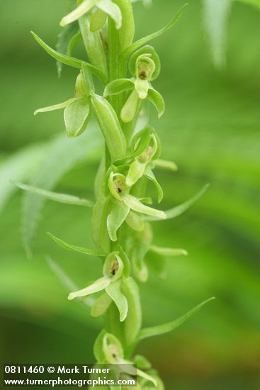 Slender Bog Orchid blossoms