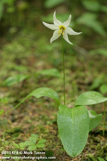 Avalanche Lily