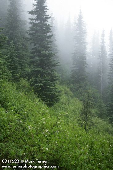 White Rhododendron on steep hillside among Subalpine Firs in fog