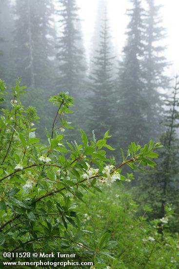White Rhododendron blossoms & foliage w/ Subalpine Firs in fog soft bkgnd
