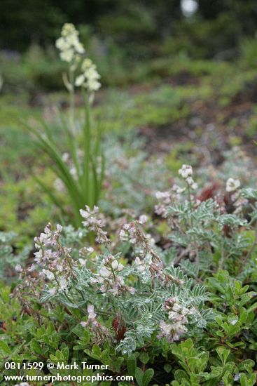 Olympic Mountain Milkvetch w/ raindrops, Alpine Death Camas soft bkgnd