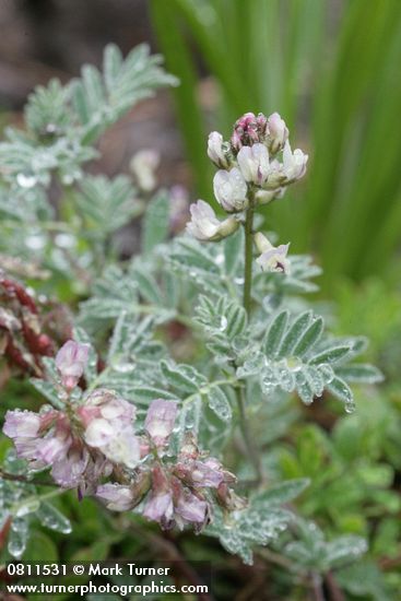 Olympic Mountain Milkvetch blossoms & foliage w/ raindrops