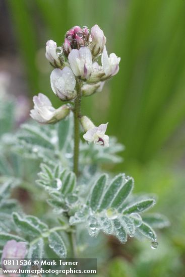 Olympic Mountain Milkvetch blossoms & foliage detail w/ raindrops