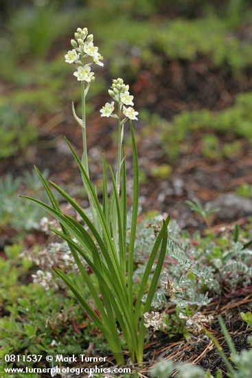 Alpine Death Camas