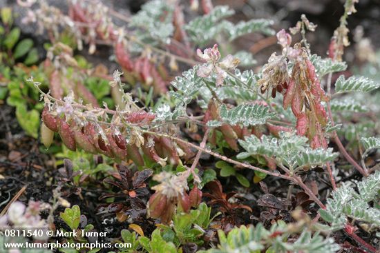 Olympic Mountain Milkvetch blossoms, foliage & fruit w/ raindrops