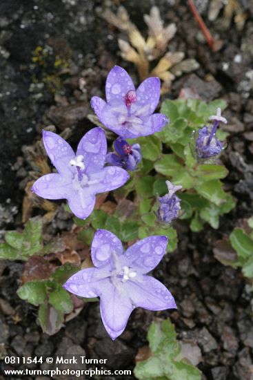 Olympic Harebells w/ raindrops