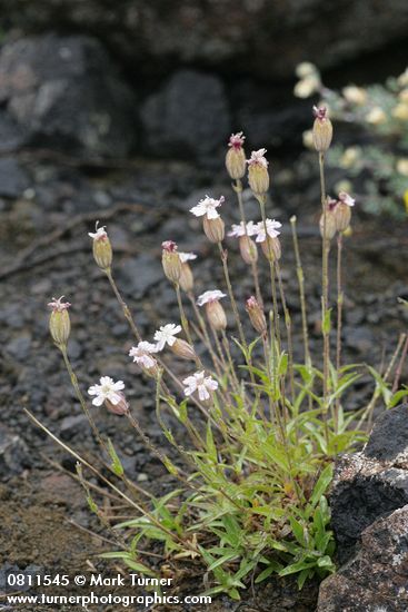 Parry's Catchfly w/ raindrops