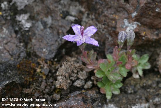 Olympic Harebell w/ raindrops