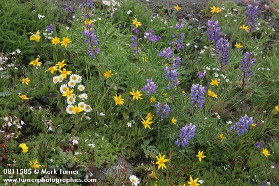 Broadleaf Lupines, Rydberg's Arnica, Olympic Mountain Fleabane, Thread-leaved Sandwort in alpine meadow