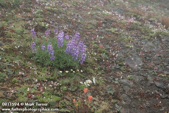 Broadleaf Lupines, Olympic Mountain Fleabane, Columbia Lewisia; Giant Red Paintbrush in rocky alpine meadow