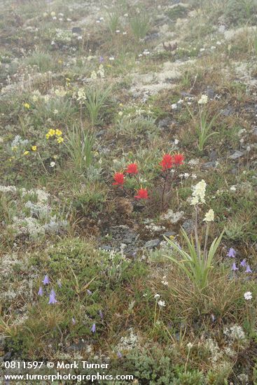 Giant Red Paintbrush, Alpine Death Camas, Scotch Bluebells, Shrubby Cinquefoil among lichens in rocky alpine meadow
