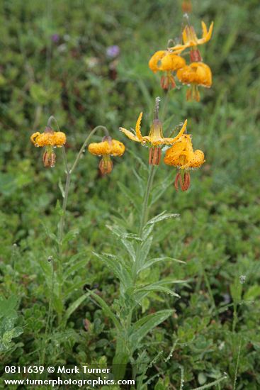 Columbia Lilies w/ raindrops