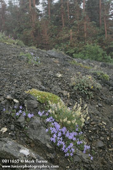 Olympic Harebells, Field Locoweed on scree w/ Whitebark Pines soft bkgnd