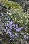 Olympic Harebells w/ Field Locoweed