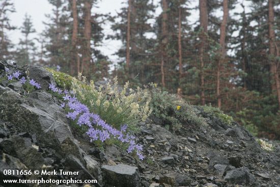 Olympic Harebells, Field Locoweed on scree w/ Whitebark Pines soft bkgnd