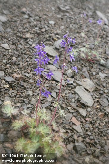 Rockslide Larkspur on scree