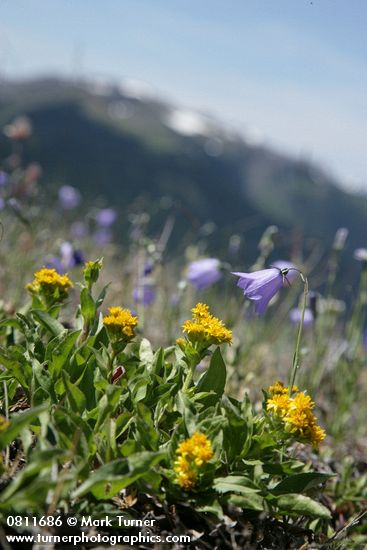 Alpine Goldenrod & Scotch Bluebells w/ mountain ridge soft bkgnd