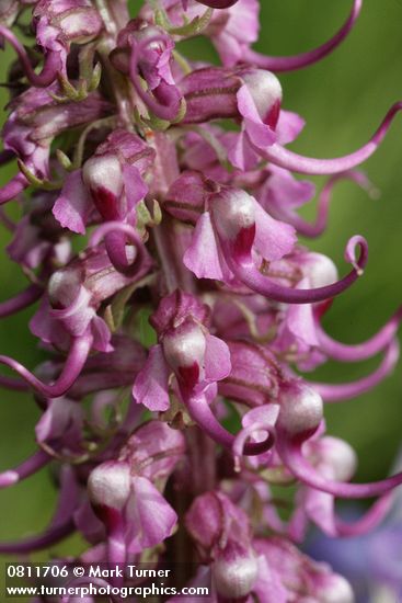 Elephant's Head Lousewort blossoms detail