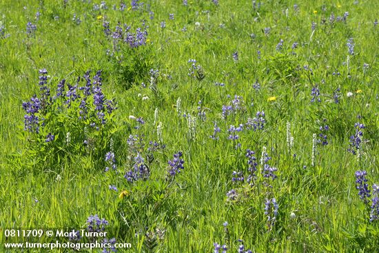 Broadleaf Lupines & White Bog Orchids in moist meadow