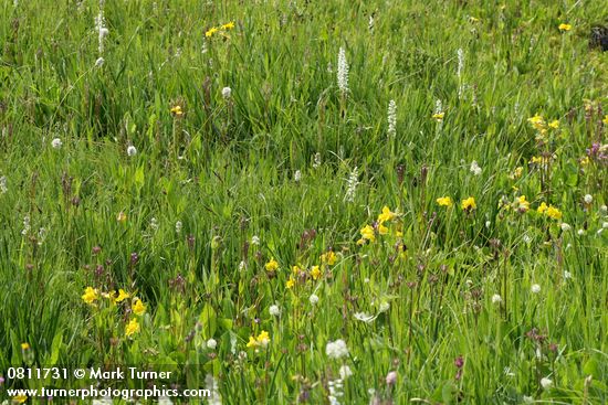 White Bog Orchids & Mountain Monkeyflowers in moist meadow